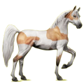 Reitpferd Araber Hellgrau