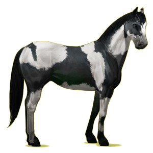 Reitpferd Paint Horse Brauner mit Tobiano-Scheckung