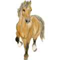 Pegasus-Pony Welsh Cob Brauner