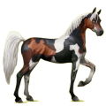 Reitpferd Araber Strawberry Roan