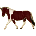 Pony Shetlandpony Apfelschimmel
