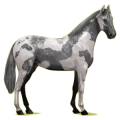 Reitpferd Hannoveraner Rotbrauner