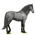 Reitpferd Andalusier Rotbrauner
