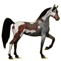 Reitpferd Araber Hellgrau