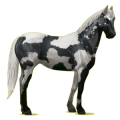 Reitpferd Paint Horse Rappe mit Overo-Scheckung