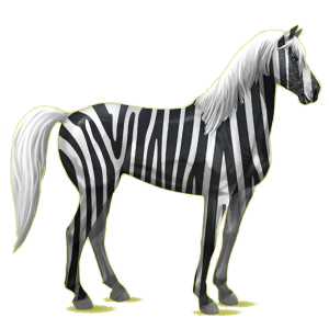 Reitpferd Mustang Rappe