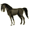 Pegasus-Pony Quarter Pony Apfelschimmel