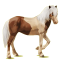 Reitpferd Isländer Fuchs