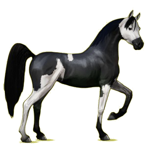 Reitpferd Araber Hellgrau