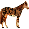 Reitpferd Paint Horse Apfelschimmel mit Tobiano-Scheckung
