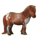 Pony Shetlandpony Fuchs