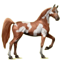 Reitpferd Araber Strawberry Roan