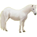 Pony Shetlandpony Hellgrau