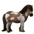 Pony Shetlandpony Brauner