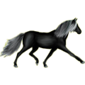 Reitpferd Araber Dunkelbrauner