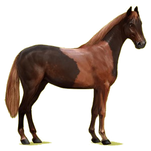 Reitpferd Hannoveraner Dunkelbrauner