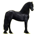 Reitpferd Friese Rappe