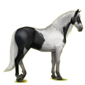 Reitpferd Andalusier Hellgrau