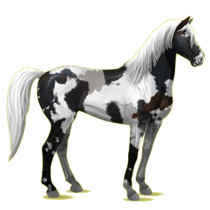 Reitpferd Mustang Hellgrau