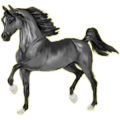 Reitpferd Araber Hellgrau