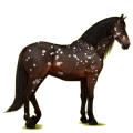 Pegasus-Reitpferd Paso Peruano Rotbrauner