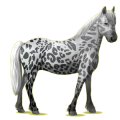 Pony Haflinger Palomino