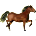 Reitpferd Hannoveraner Dunkelbrauner