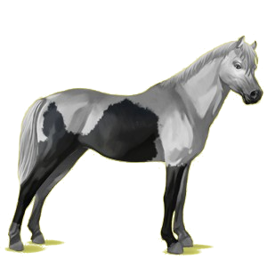 Pony Deutsches Reitpony Apfelschimmel
