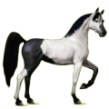 Reitpferd Araber Apfelschimmel