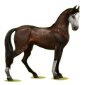Reitpferd Marwari Rotbrauner