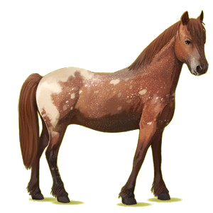 Pony Haflinger Palomino