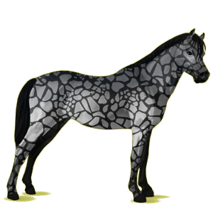 Pony Deutsches Reitpony Mausgrau