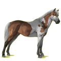 Pony Deutsches Reitpony Falbe