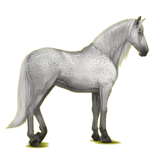 Reitpferd Andalusier Hellgrau