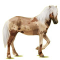 Reitpferd Brumby Rappe