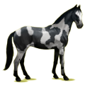 Reitpferd Trakehner Rappe