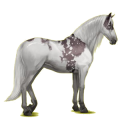 Reitpferd Lipizzaner Hellgrau