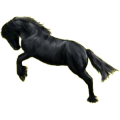 Reitpferd Araber Hellgrau
