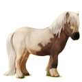 Pony Shetlandpony Palomino