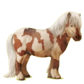 Pony Shetlandpony Palomino