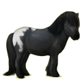 Pony Shetlandpony Rappe