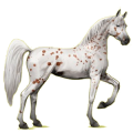 Reitpferd Araber Hellgrau