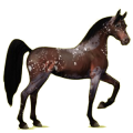 Reitpferd Roan