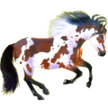 Reitpferd Paint Horse Rappe mit Overo-Scheckung