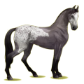 Reitpferd Marwari Dunkelbrauner