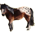 Pony Haflinger Palomino