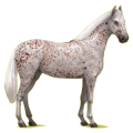 Reitpferd Don-Pferd Fuchs