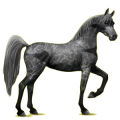 Reitpferd Araber Apfelschimmel