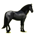 Reitpferd Berber Rappe