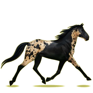 Reitpferd Morgan Brauner